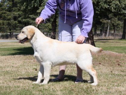 My Brand Envoy To Nimloth